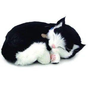 Black and White Shorthair Cat Bundle