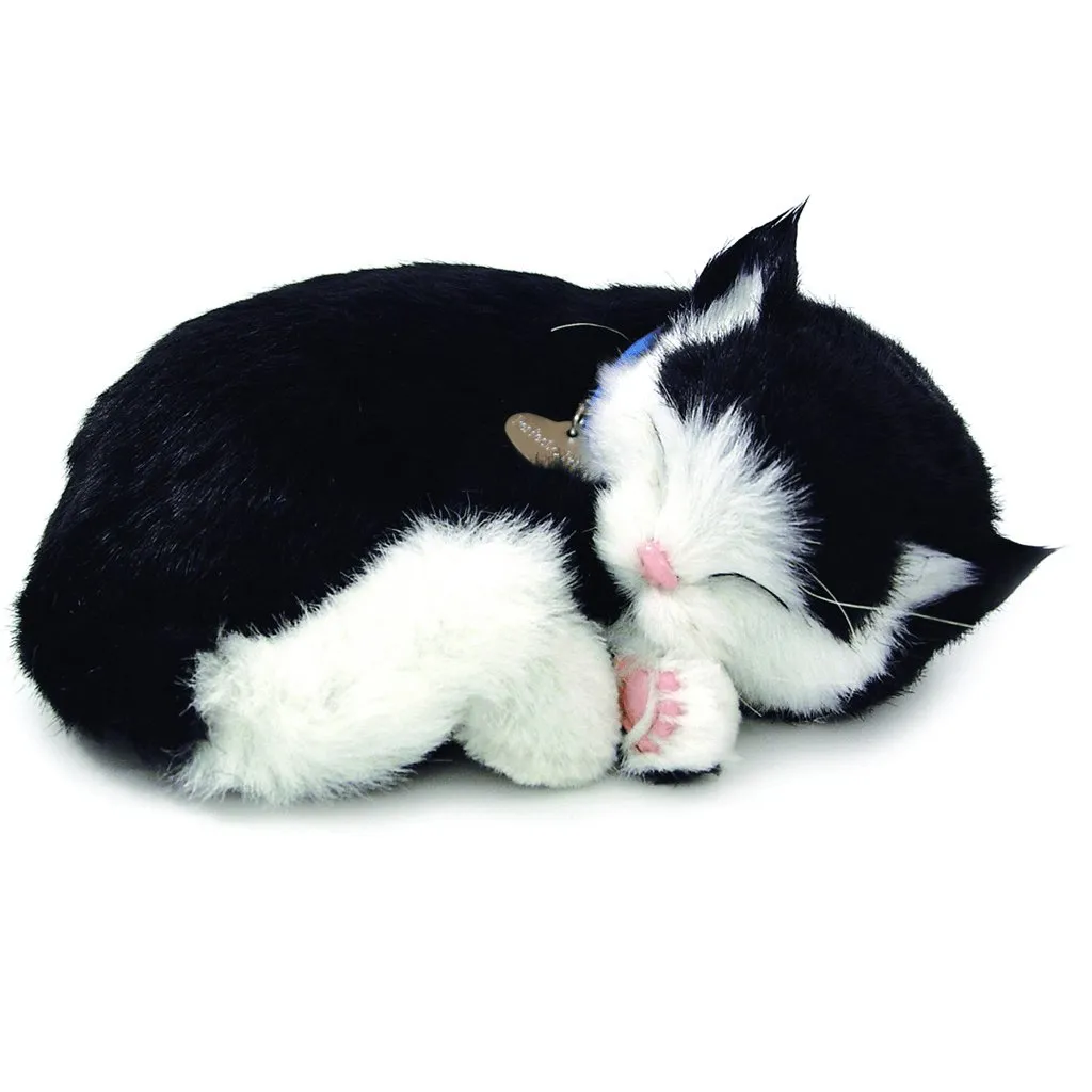 Black and White Shorthair Cat Bundle